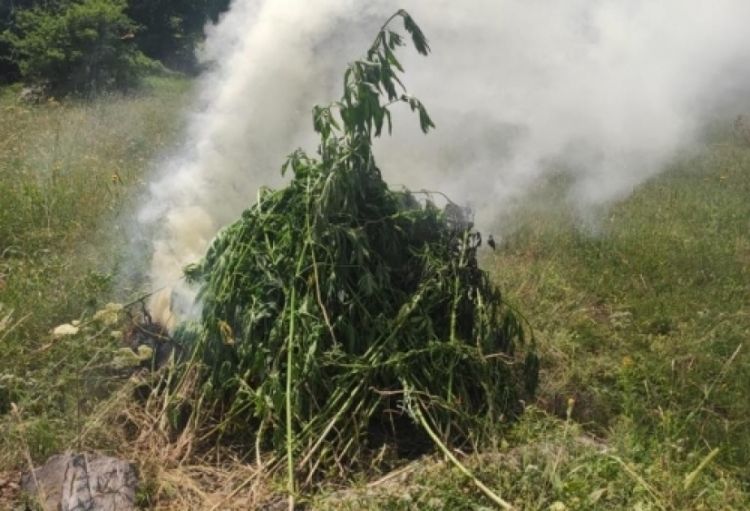 Daşaltıda 1 tondan çox çətənə bitkisi məhv edilib