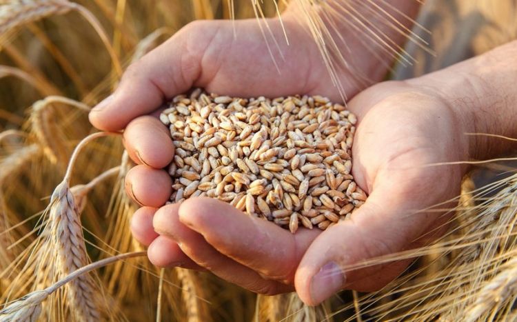 Azərbaycanda ərzaqlıq buğdanın dövlət tədarük qiyməti 22 % azaldılıb