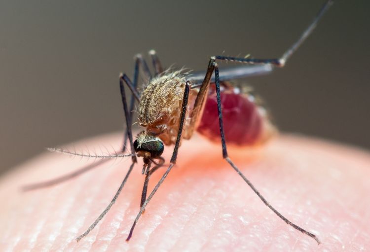ABŞ-da 20 ildə ilk dəfə malyariyaya yoluxma qeydə alınıb