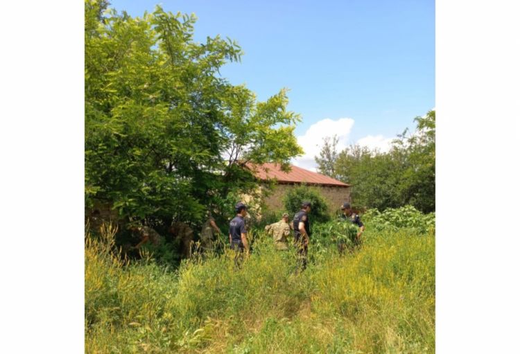 Laçında 842 kq çətənə bitkisi məhv edilib