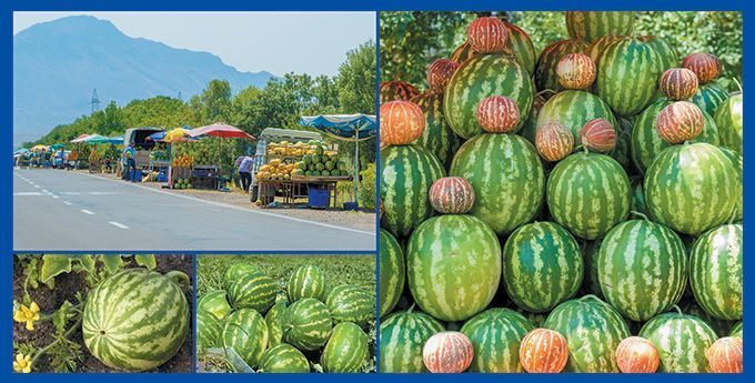 Yay mövsümündə ən çox istifadə olunan kənd təsərrüfatı məhsullarına diqqət