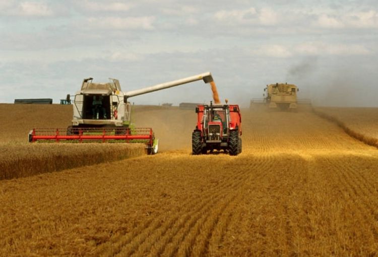 FAO: Növbəti iki ildə taxıl istehsalı rekord həddə çatacaq