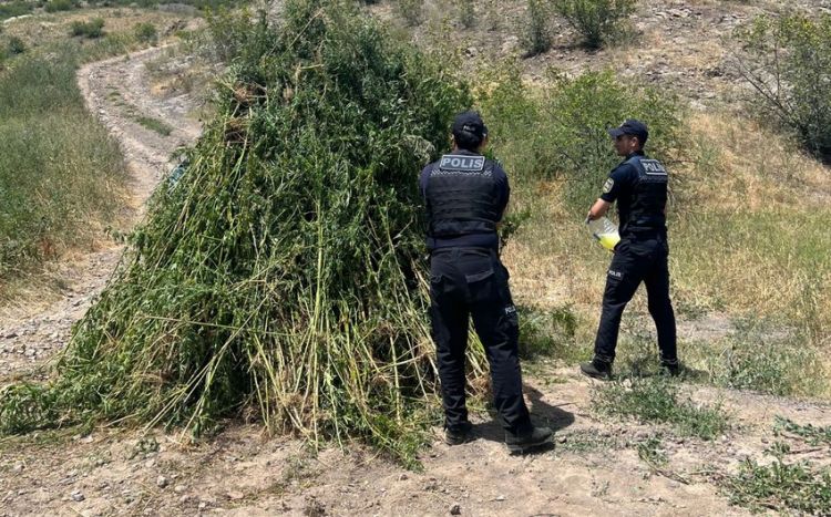 Zəngilanda aşkarlanan 3 tondan çox çətənə bitkiləri yandırılaraq məhv edilib