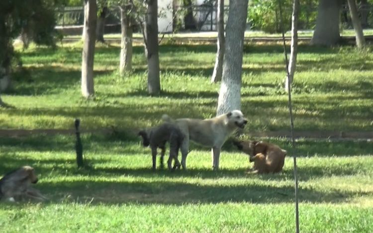 Naxçıvan: Sahibsiz itlər və məişət tullantıları səbri daşırır <font color=red> - VİDEO</font>