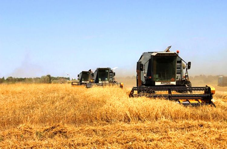 “Araz” Elm İstehsat Birliyinin əkin sahələrində taxıl biçininə başlanılıb<font color=red> - FOTOLAR</font>