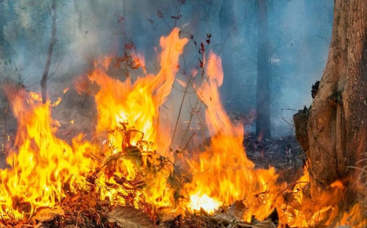 Kanar adalarında meşə yanğını səbəbindən 4 mindən çox insan təxliyə edilib