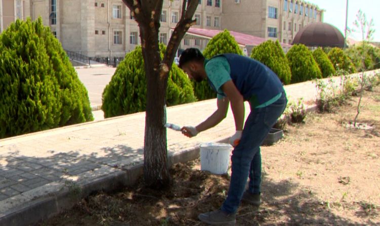 Naxçıvan şəhərində təmizlik və abadlığa diqqət artırılır<font color=red> - VİDEO</font>