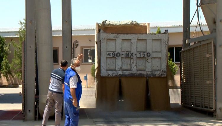 Naxçıvanda bu günədək 5335 ton buğda qəbul edilib<font color=red> - FOTOLAR</font>