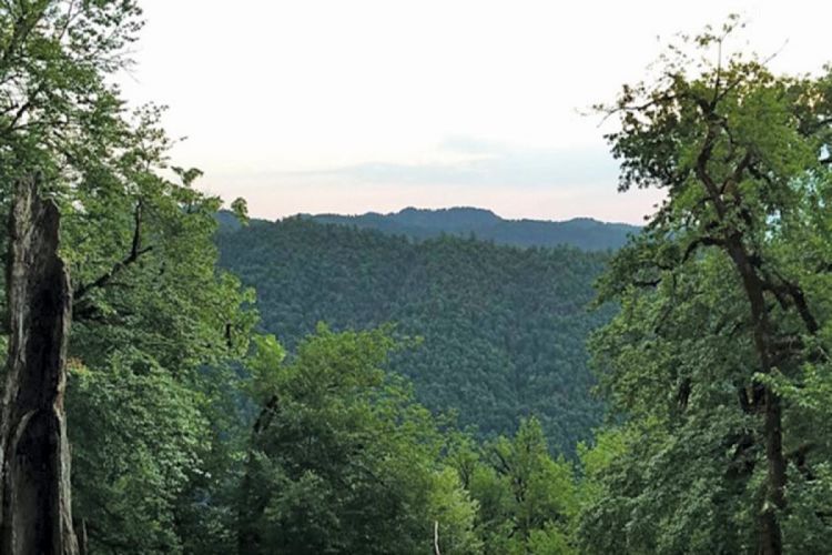 Azərbaycanın “Hirkan meşələri” UNESCO-nun Ümumdünya İrs Siyahısına daxil edilib