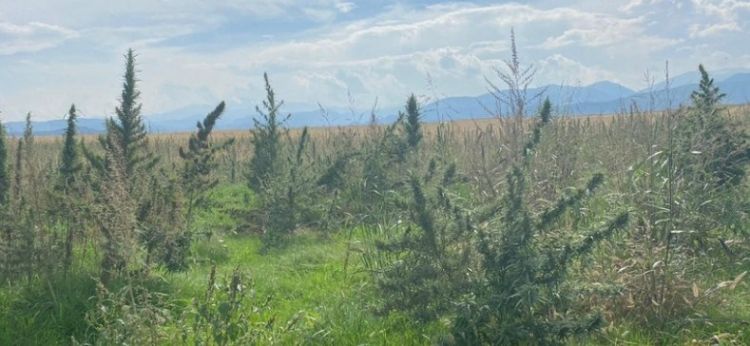 Xocalıda narkotik plantasiyası aşkarlanıb