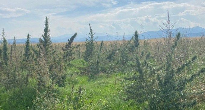 Ağdamın işğaldan azad edilmiş Sırxəvənd kəndində narkotik plantasiyaları aşkarlanıb