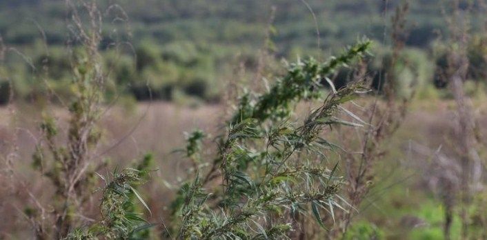 Xocalıda yeni narkotik plantasiyası aşkarlanıb