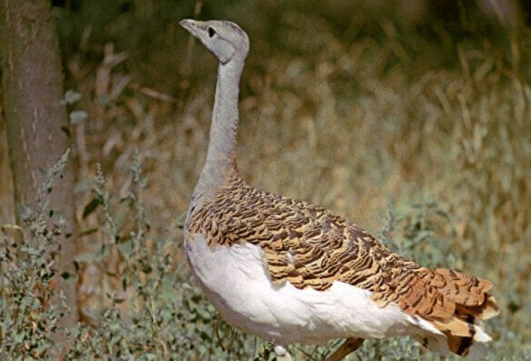 Dünyada ən böyük uçan quşun nəsli kəsilə bilər