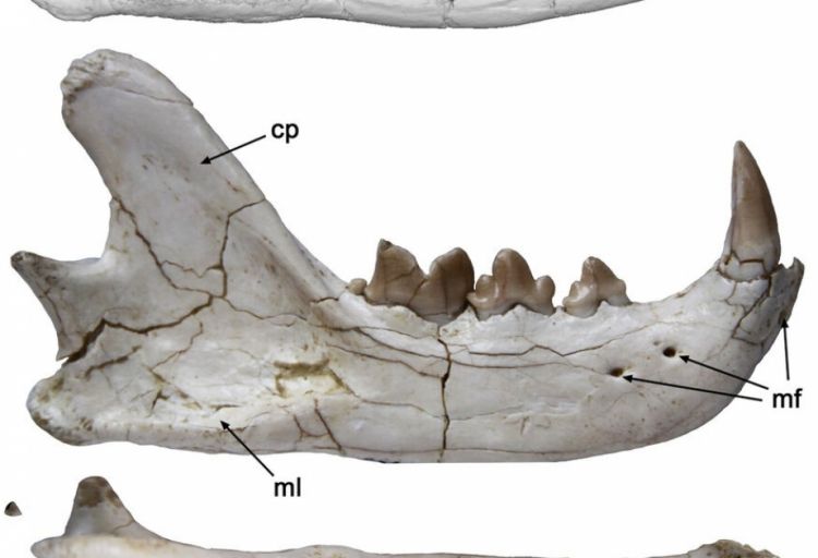 Paleontoloqlar İspaniyada qədim pişikkimilərin yeni növünü aşkarlayıblar