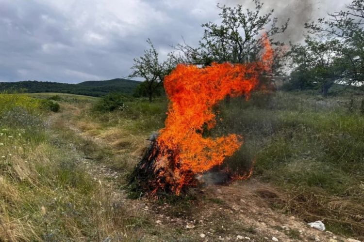 Naxçıvanda 2 tona yaxın çətənə kolu məhv edilib 
