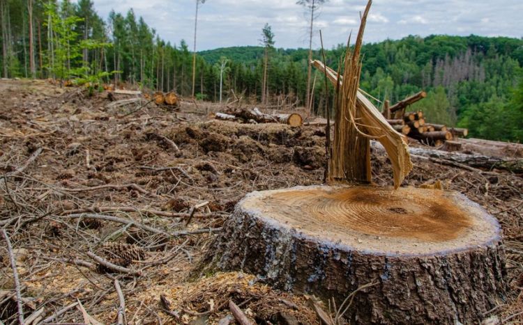 Dünyadakı ağac növlərinin üçdə biri yox olmaq təhlükəsi altındadır