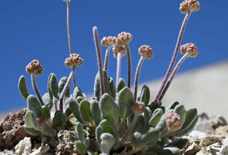 ABŞ nadir çiçəyin bitdiyi ərazidə litium hasilatına icazə verib
