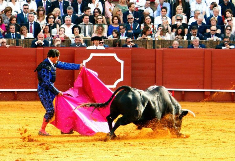 Fransalı senatorlar uşaqların korridanı izləməsinə tərəfdar çıxıblar