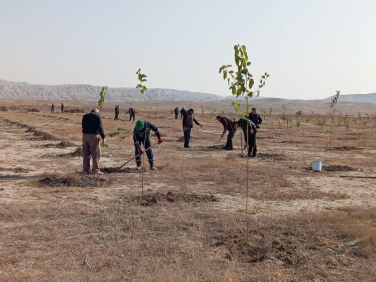 Naxçıvanda noyabr ayının ilk 15 günü ərzində on bir mindən çox ağac əkilib