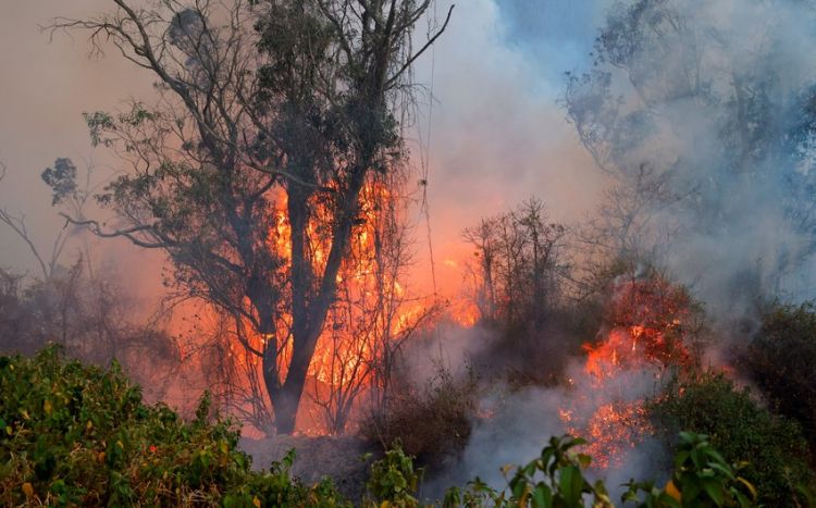 Ekvadorda meşə yanğınları ilə əlaqədar fövqəladə vəziyyət elan edilib