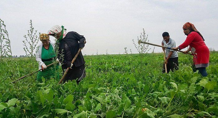 Kənddən şəhərə axını necə dayandırmalı...<font color='red'> - Komitə sədrindən TƏKLİF</font>