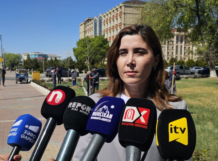 Naxçıvan şəhərində əkilən yeni ağaclar ekoloji cəhətdən faydaları ilə seçiləcək