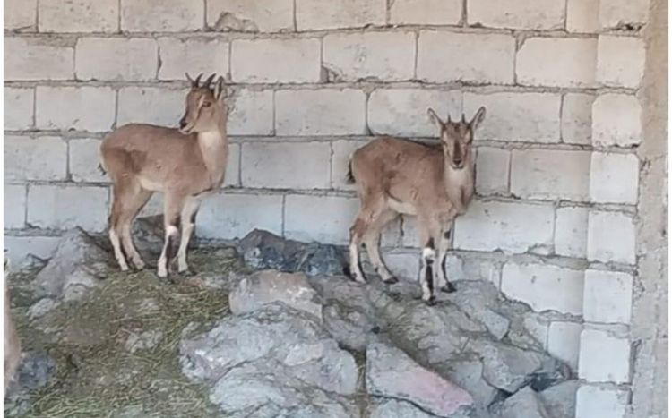 Naxçıvanda ovçunun fermasında dağ keçiləri aşkarlanıb