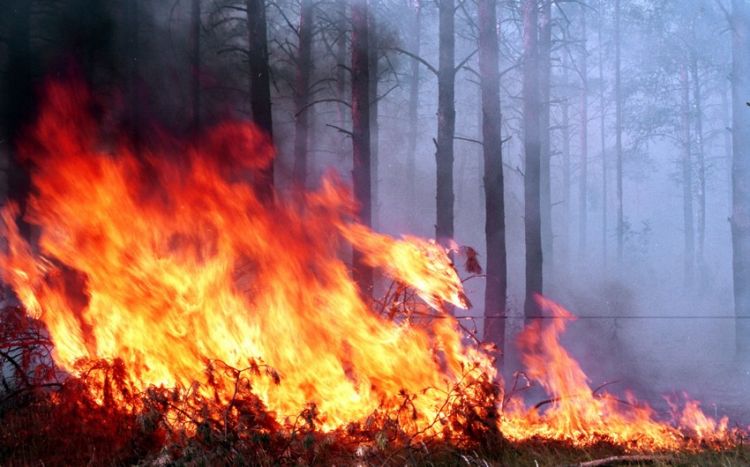 Kanadada meşə yanğınlarında ən azı iki nəfər ölüb
