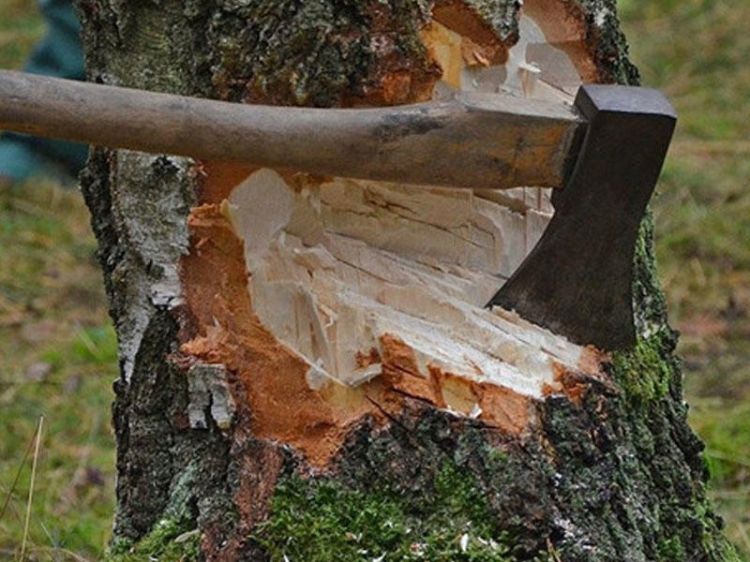 Azərbaycanda təbiətə vurulan 45 min manatdan çox ziyana görə cinayət işləri başlanıb