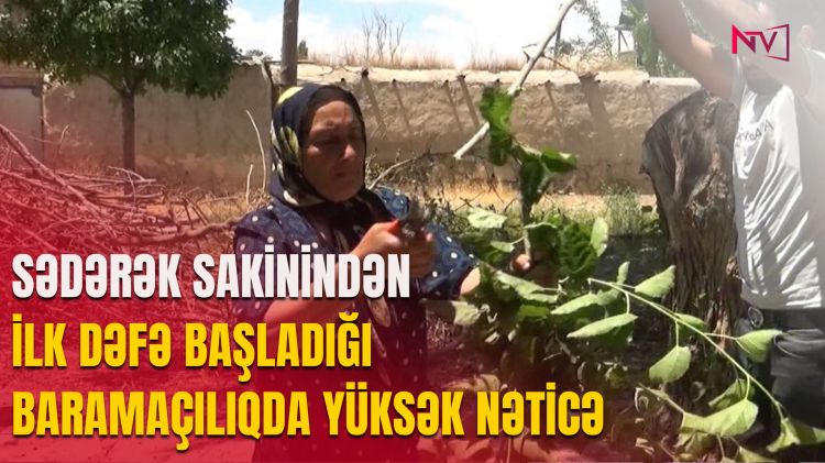 SƏDƏRƏK SAKİNİNDƏN İLK DƏFƏ BAŞLADIĞI BARAMAÇILIQDA YÜKSƏK NƏTİCƏ<font color=red> - VİDEO</font>