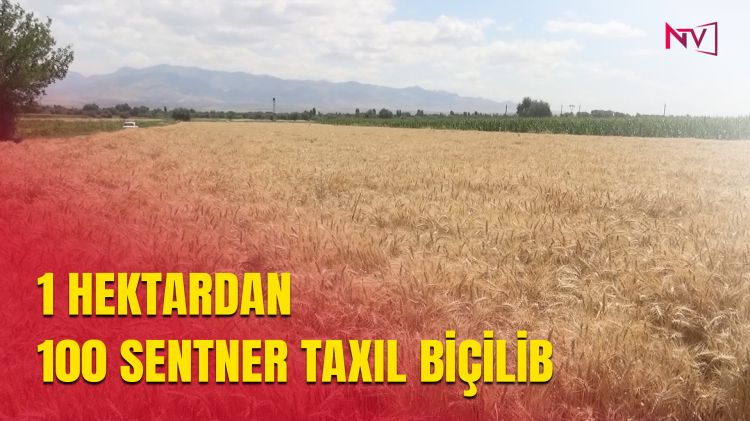 ŞƏRURDA TAXIL MƏHSULDARLIĞINDA REKORD GÖSTƏRİCİ<font color=red> - VİDEO</font>