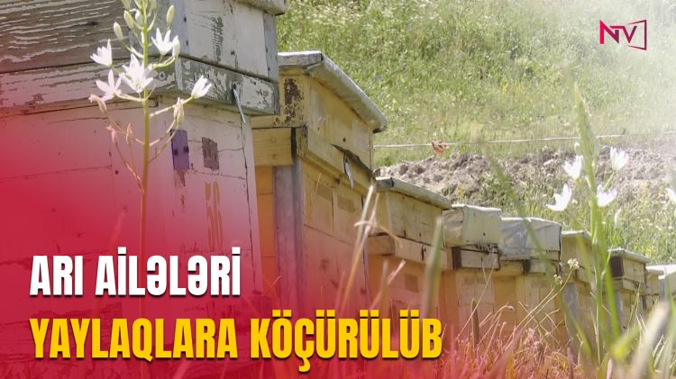 ARI AİLƏLƏRİ YAYLAQLARA KÖÇÜRÜLÜB<font color=red> - VİDEO</font>