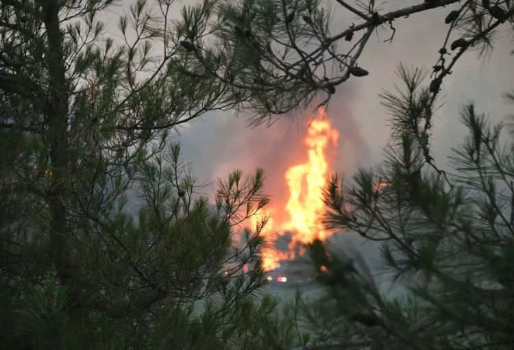Türkiyədə meşə yanğını səbəbindən iki məhəllə boşaldılıb