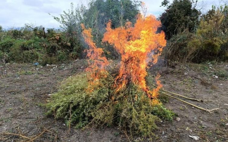 Kəlbəcərdə yabanı halda bitən 3 tondan artıq çətənə bitkisi məhv edilib