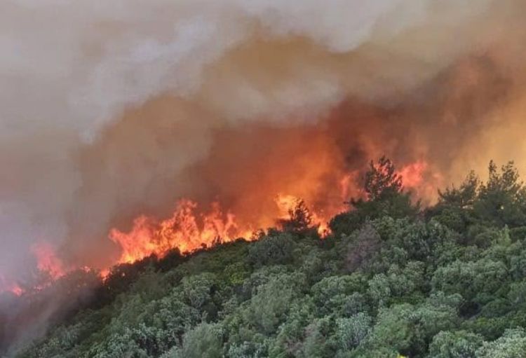 Türkiyədə meşə yanğınları Gelibolu yarımadasına yayılıb