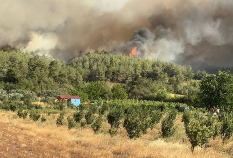 Türkiyənin Sakarya vilayətində meşə yanğınları evlərə keçib