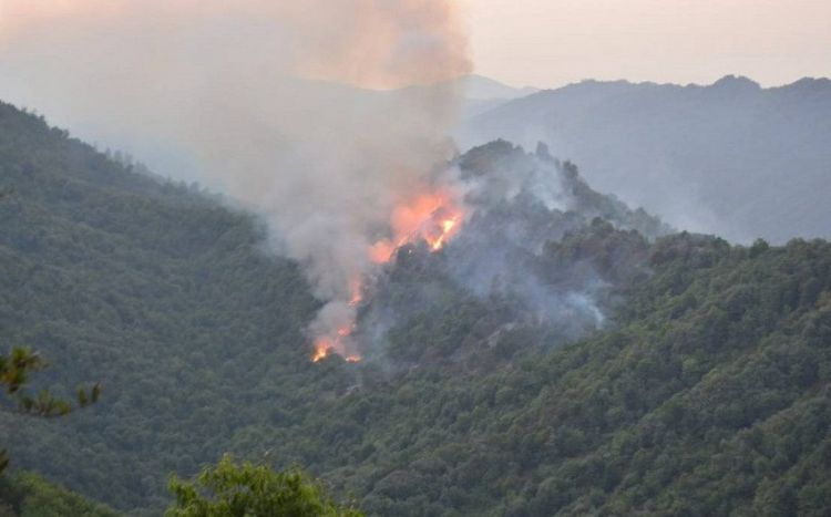 Türkiyədə meşə yanğınlarına görə 23 nəfər saxlanılıb, 4 nəfər həbs olunub