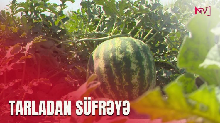 QARPIZ ALARKƏN NƏLƏRƏ DİQQƏT EDƏK?<font color=red> - VİDEO</font>