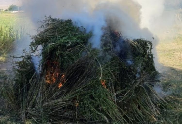 Yabanı halda bitən 4 mindən çox çətənə kolu məhv edilib