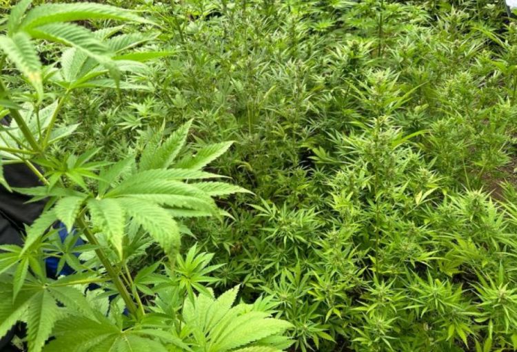 Yabanı halda bitmiş 2 tona yaxın çətənə kolu məhv edilib