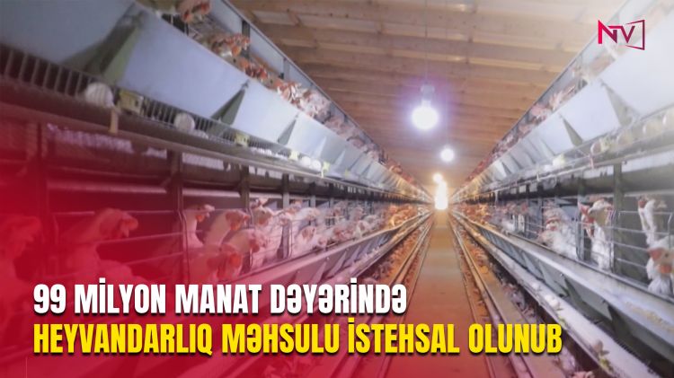 NAXÇIVANDA HEYVANDARLIQ İNKİŞAF EDİR, ƏT İSTEHSALI ARTIR<font color=red> - VİDEO</font>