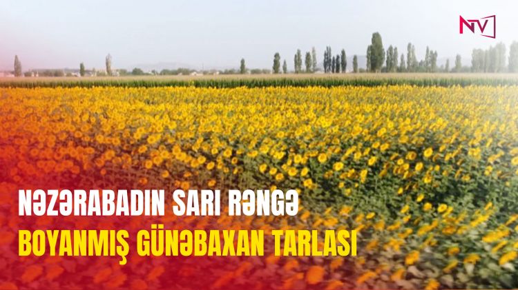 NƏZƏRƏBADIN SARI RƏNGƏ BOYANMIŞ GÜNƏBAXAN TARLASI<font color=red> - VİDEO</font>