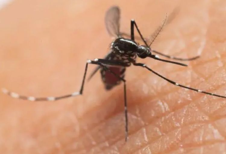 Böyük Britaniyada ağcaqanadlar vasitəsilə yayılan virusa yoluxma halları artıb