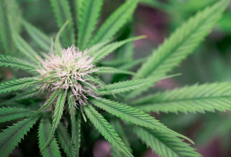 Ağdamda 2 ton yabanı çətənə bitkisi məhv edilib