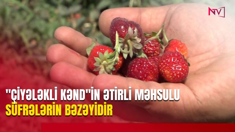 "ÇİYƏLƏKLİ KƏND"İN ƏTİRLİ MƏHSULU SÜFRƏLƏRİN BƏZƏYİDİR<font color=red> - VİDEO</font>