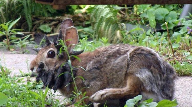 ABŞ-də "buynuzlu dovşan" virusu yayılıb