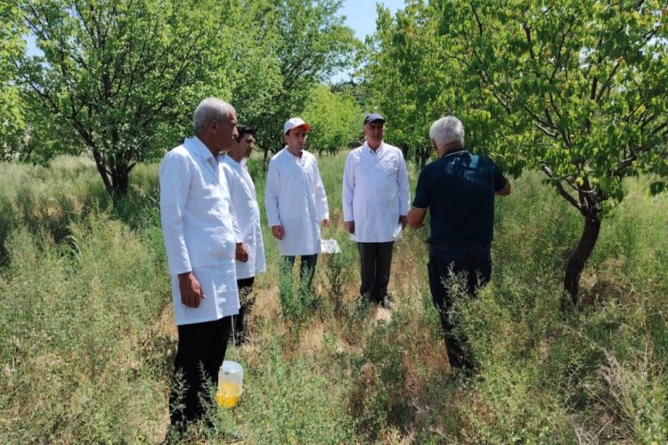 Naxçıvanda zərərvericilərdən azad zonaların yaradılması ilə bağlı tədbirlər görülür<font color=red> - FOTOLAR</font>
