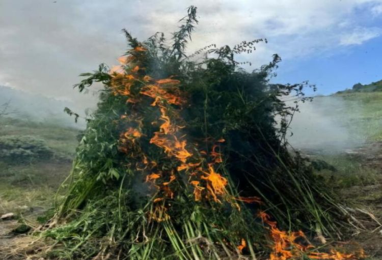 DİN: Ötən gün 1,5 tondan artıq çətənə kolu məhv edilib