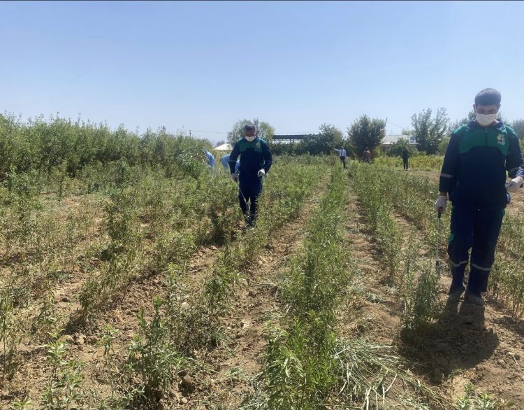 Tinglik sahələrində dərmanlama işləri görülüb<font color=red> - FOTOLAR</font>