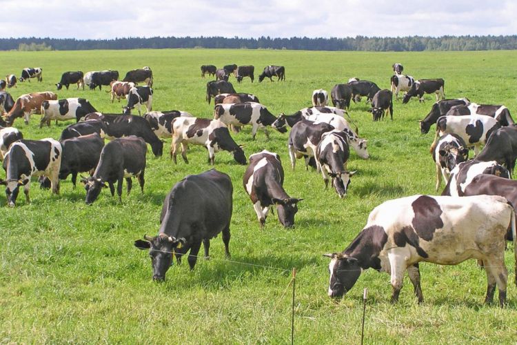 Bu il Naxçıvanda fermerlərə 246 min manatdan çox heyvandarlıq subsidiyası ödənilib